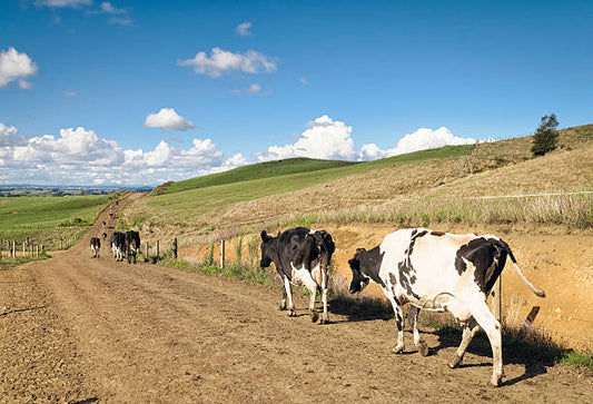 RO system to remove nitrates from water in NZ