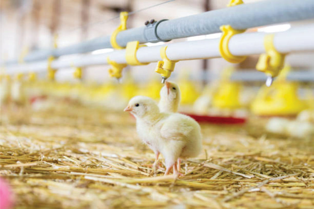 water filtering systems for chicken industry nz wide